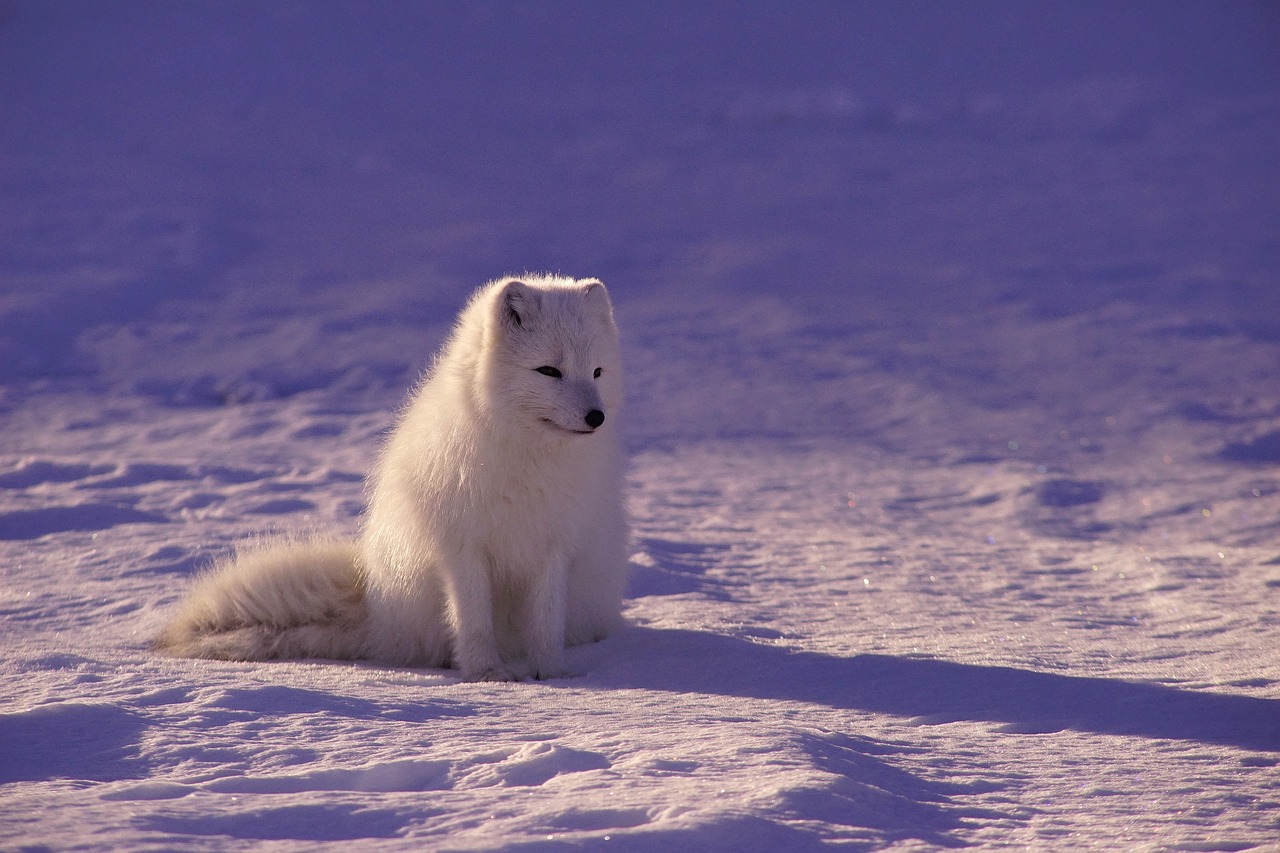 Threats to Biodiversity in the Arctic Tundra